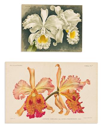 (BOTANICAL -- ORCHIDS.) Alfred Cogniaux; and Alphonse Goossens. Dictionnaire Iconographique des Orchidées.                                       